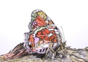 Papillon - 00